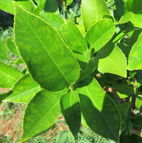 Lemon Leaves Essential Oil